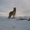 GSD or german shepherd dog in cold weather conditions