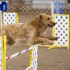 Golden Retriever on an agility course