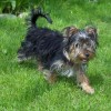 Yorkshire Terrier dog photo