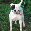 Ol Southern Catchdog with white coat and black markings