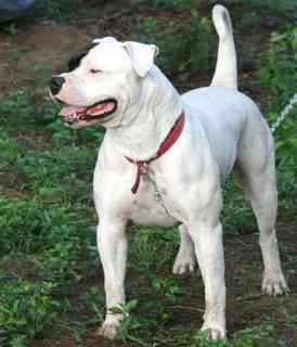 Ol’ Southern Catchdog – Dog Breed Guide