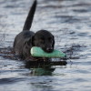 Black labrador water retrieving dog breed