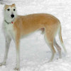 Shorthaired Lurcher Dog playing on snow