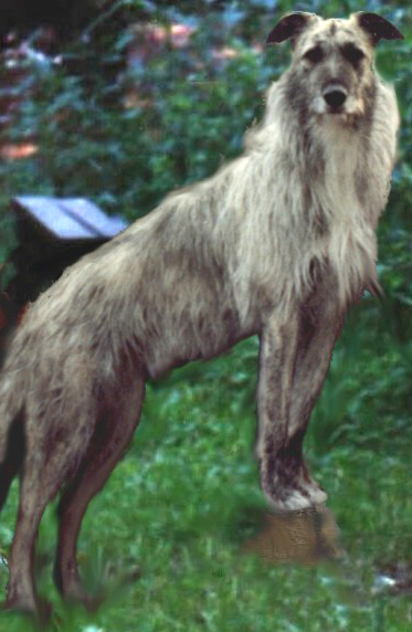 Long-haired Lurcher – Dog Breed Guide