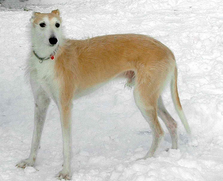 Short-Haired Lurcher – Dog Breed Guide