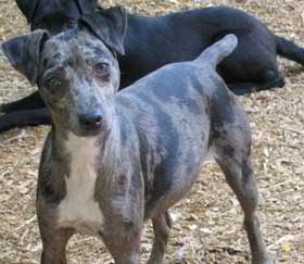 Mini Atlas Terrier – Dog Breed Guide