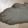 Norwegian Puffing Dog Paws Six Toes