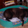 picture of a black shar-pei dog while sleeping