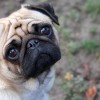 Cute pug dog with sad face