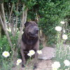 picture of shar-pei dog with black coat