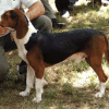 Yugoslavian Tricolor hound dog breed from The Balkans Eastern Europe