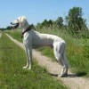 Tazi dog or Persian Sighthound side view full body