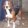 European Hound dog breeds Yugoslavian Tricolor Hound