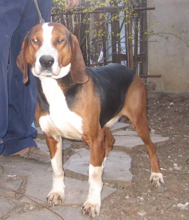 Yugoslavian Tricolor Hound – Dog Breed Guide