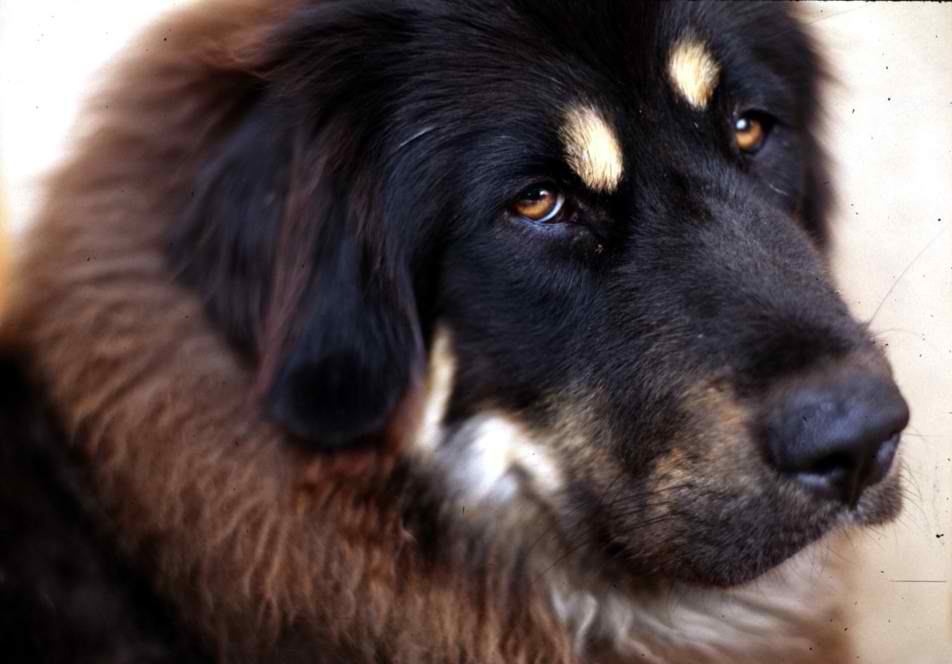 Do Khyi – Dog Breed Guide