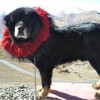 Full body portrait Do Khyi dog breed from tibeta