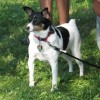 American Toy Terrier is also the same breed as the Toy Fox Terrier