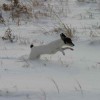 playful dog in snow toy fox terrier dog breed