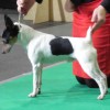 perfect posture of toy fox terrier or American Toy Terrier