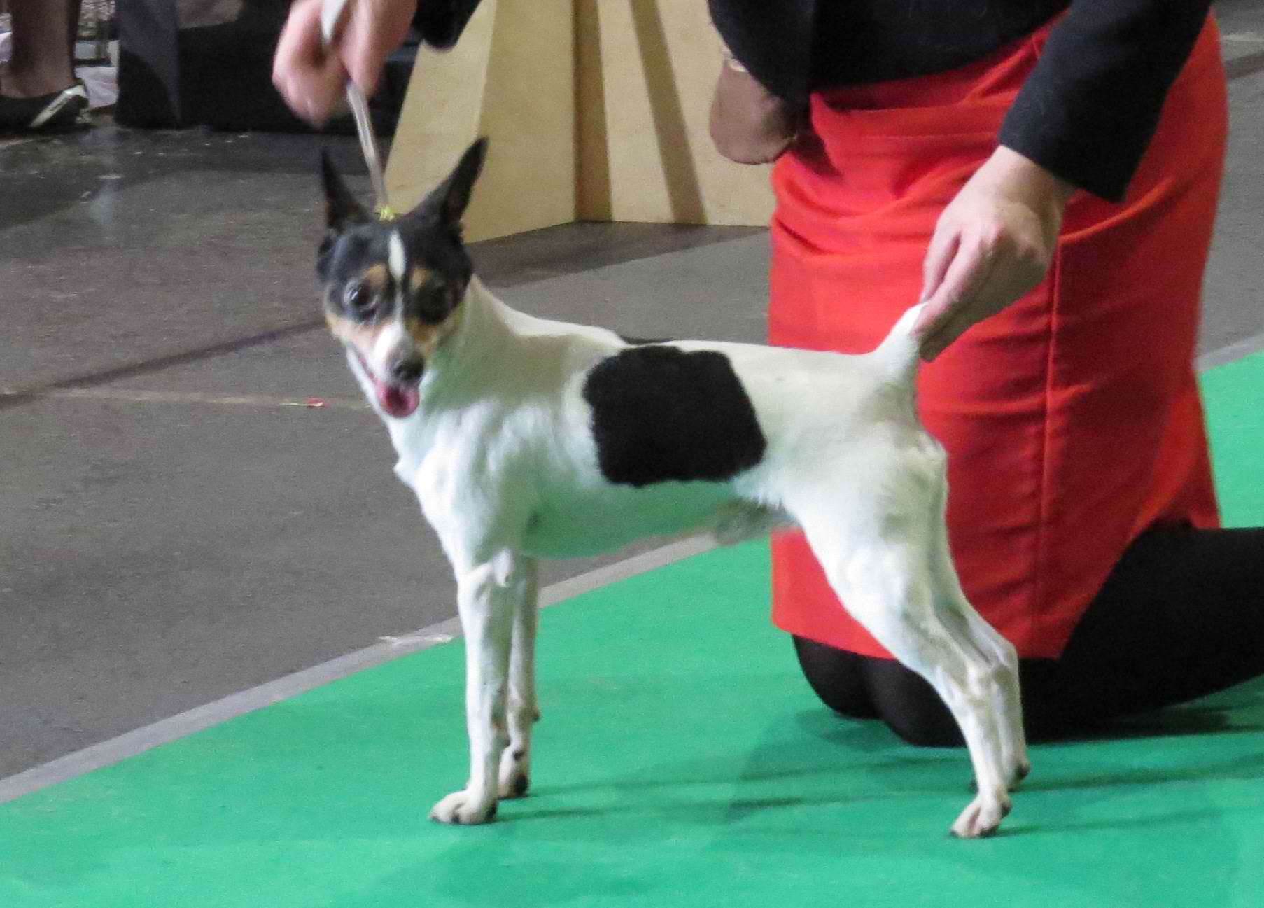 Toy Fox Terrier – Dog Breed Guide