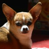 Tricolor chihuahua face shot