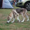 puppy Northern Inuit Dog sniffing the ground