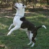 Ol' Southern Cath dog Bulldog breed