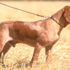 Dog on a leash Pachon Navarro dog breed