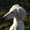 White coated Persian sighthound or Tazi dog portrait