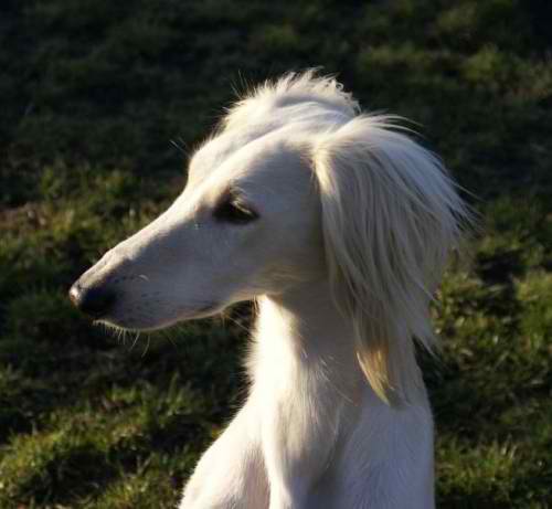 Persian Sighthound – Dog Breed Guide