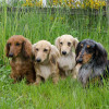 dachshund dog group